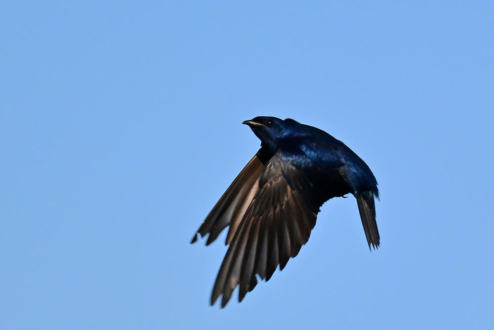Male Purple Martin Male Purple Martin